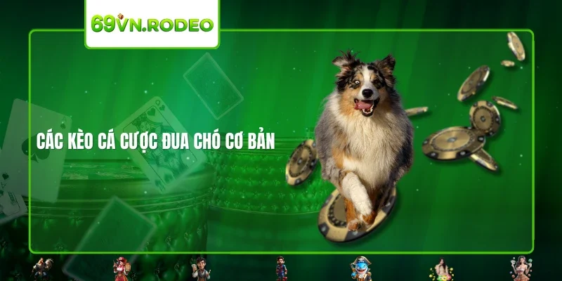 Các kèo cá cược đua chó cơ bản Các kèo cá cược đua chó cơ bản